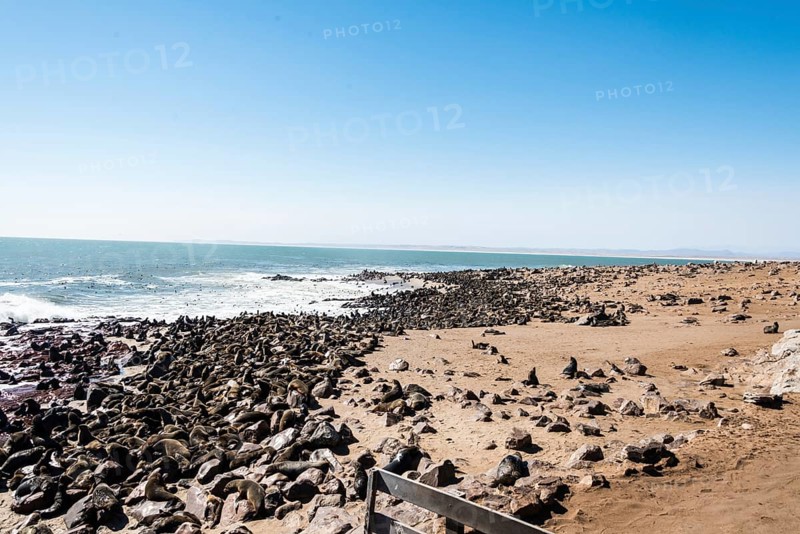 Colony of Brown Fur Seals or Cape Fur Seals (Arctocephalus pusillus)