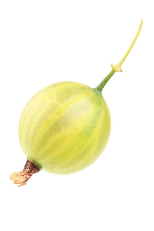 Gooseberry (Ribes uva-crispa)