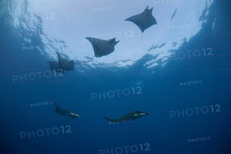 Sicklefin Devil Rays or Box Rays (Mobula tarapacana)