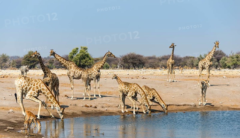 Giraffe (Giraffa camelopardalis) and Blackfaced Impala (Aepyceros melampus petersi) drinking at Chudob waterhole