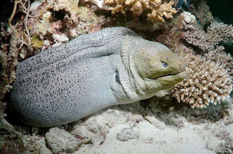 Giant Moray (Gymnothorax javanicus)