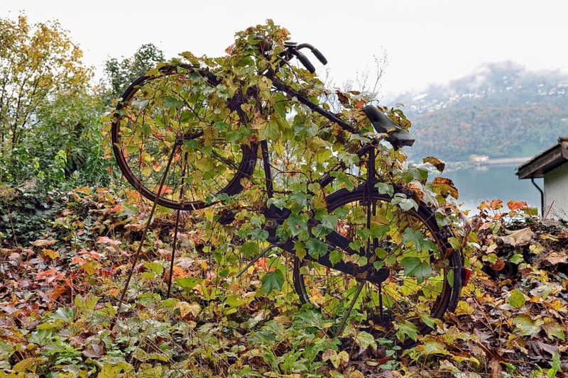 Virginia Creeper (Parthenocissus tricuspidata) overgrown on an old bicycle