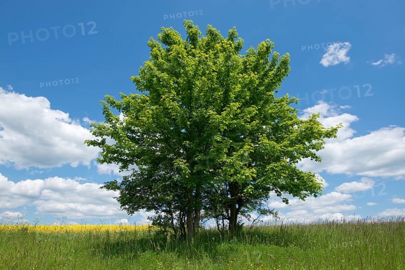 Field Maple (Acer campestre)