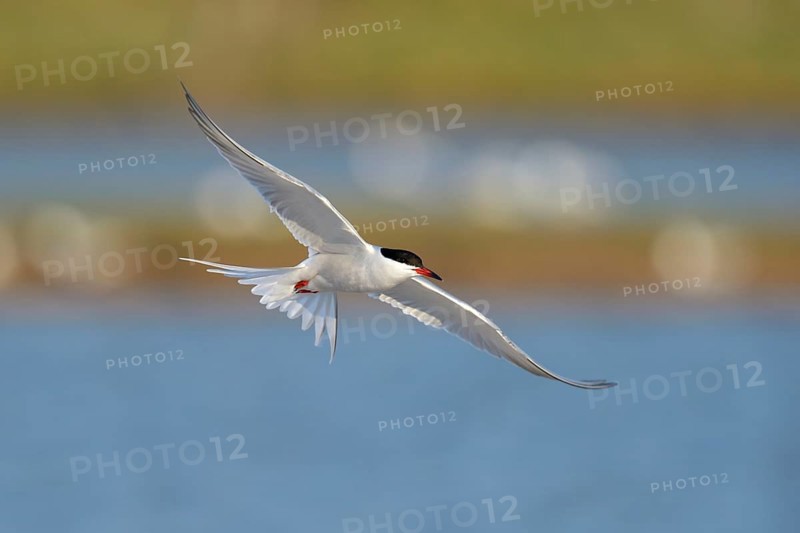Common Tern (Sterna hirundo) in flight over a nesting colony