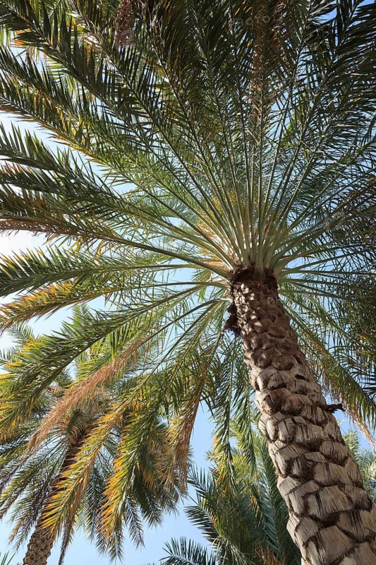 Date Palm (Phoenix dactylifera)