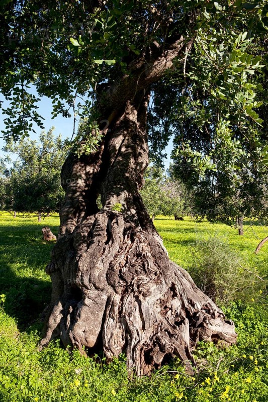 Old Evergreen Oak (Quercus ilex) on flowering clover meadow