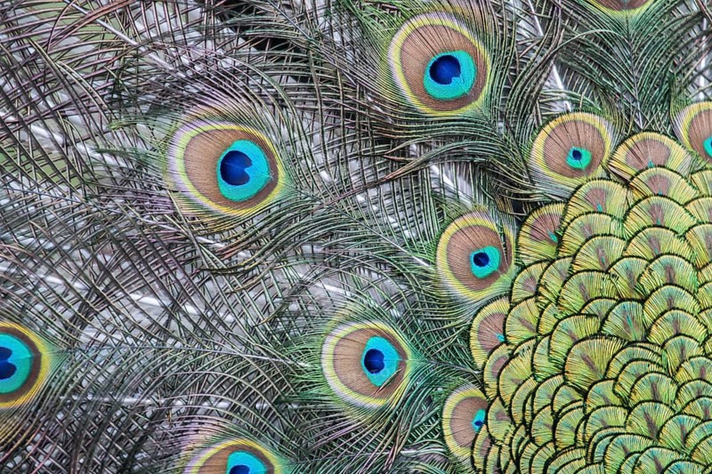Indian Peafowl or Blue Peafowl (Pavo cristatus)