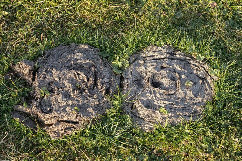 Two cowpats on meadow