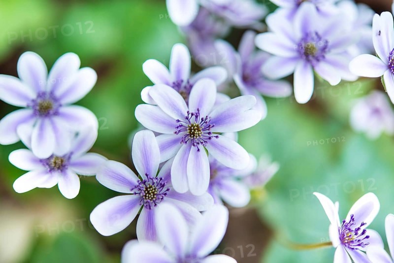 White-purple Hepatica or Liverwort (Hepatica)