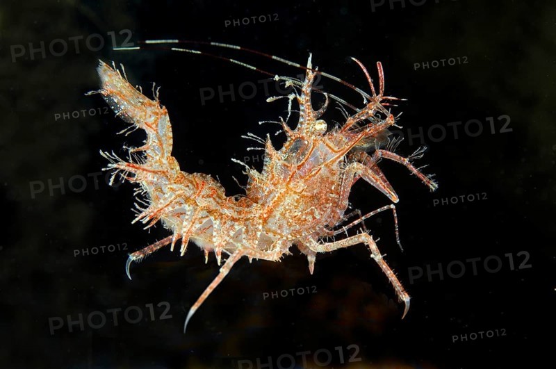 Sharp's Shrimp (Rhynocrangon sharpi)