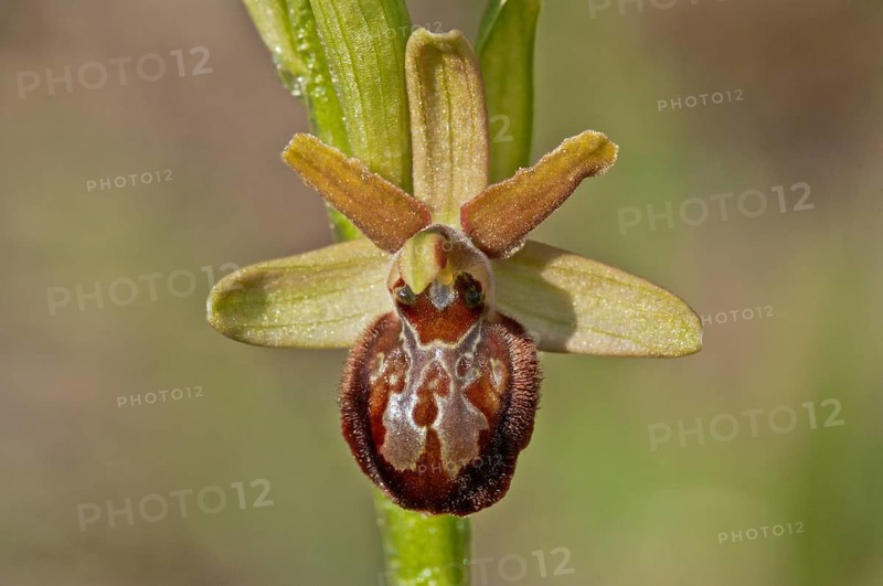 Early Spider Orchid (Ophrys sphegodes)