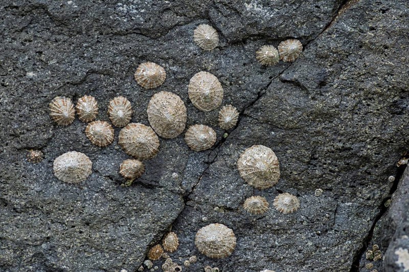 Limpets (Patellidae) growing in the surf zone on rocks