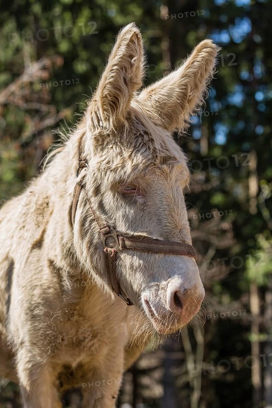 Domestic Donkey (Equus asinus asinus)