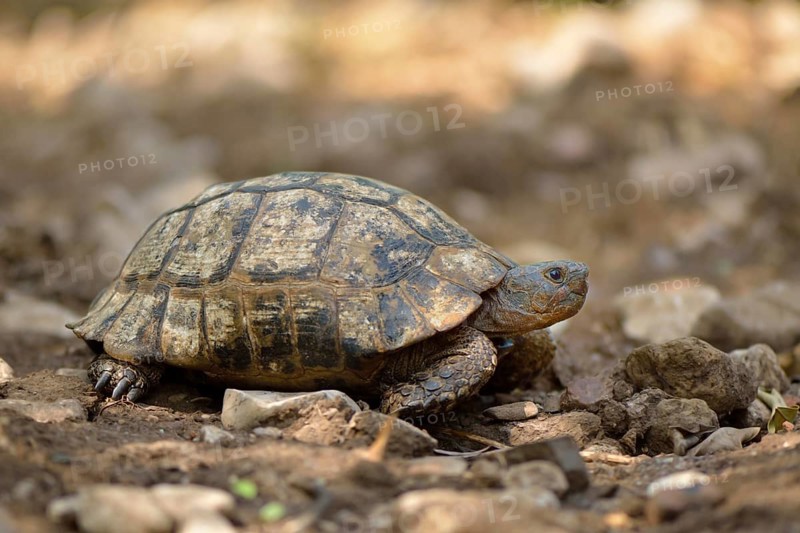 Spur-thighed Tortoise or Greek Tortoise (Testudo graeca terrestris)