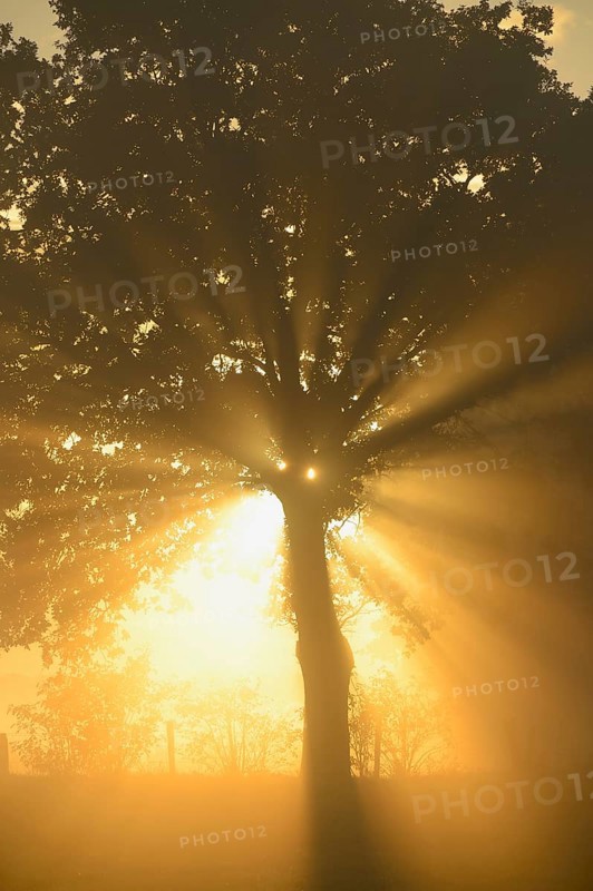 Sun rays in a tree