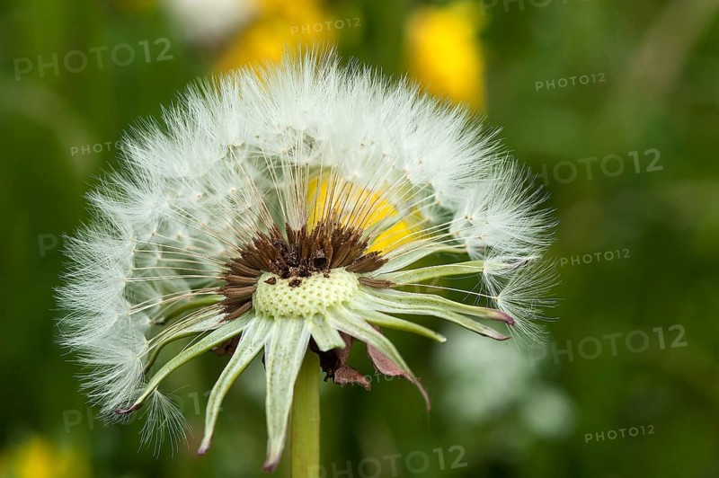 Dandelion clock (Taraxacum sect. Ruderalia)