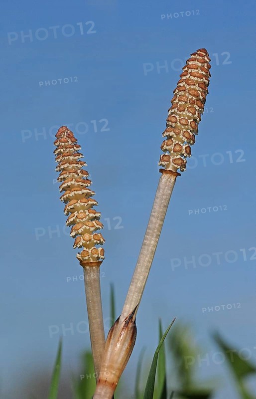 Horsetail (Equisetum arvense)