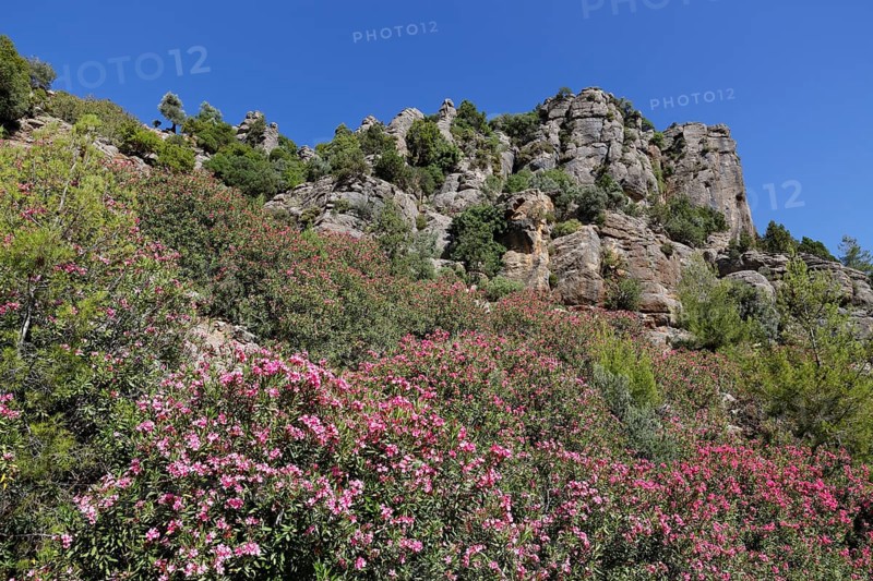 Oleander (Nerium oleander)