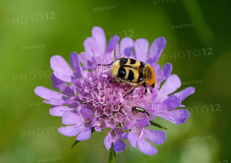 Bee beetle (Trichius fasciatus) on flower of Pigeon scabious (Scabiosa columbaria)