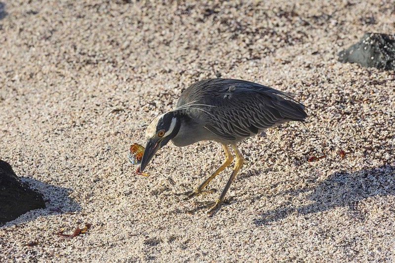 Yellow-crowned Night Heron (Nyctanassa violacea
