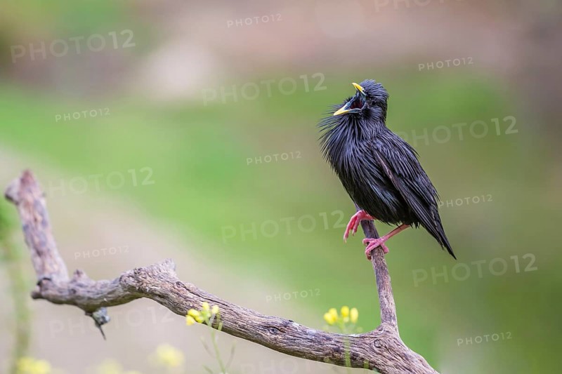 Spotless Starling (Sturnus unicolor)