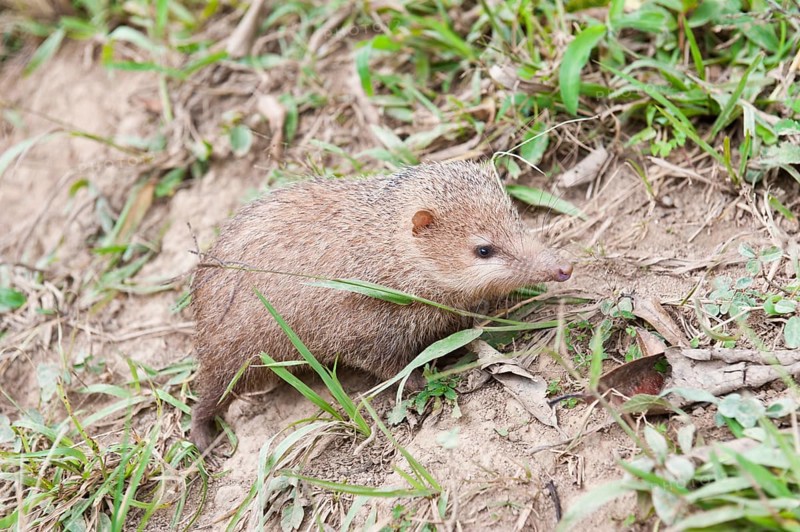 Tenrec (Tenrec sp.)