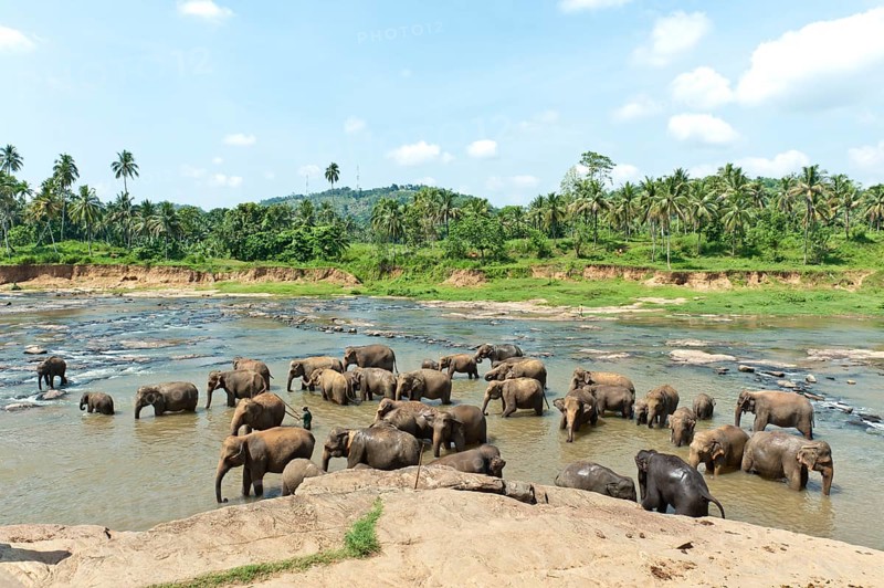 Group of Asian Elephants (Elephas maximus) by the river