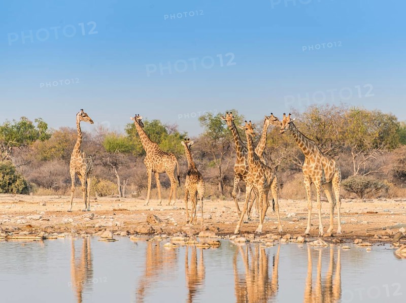 Giraffes (Giraffa camelopardis)