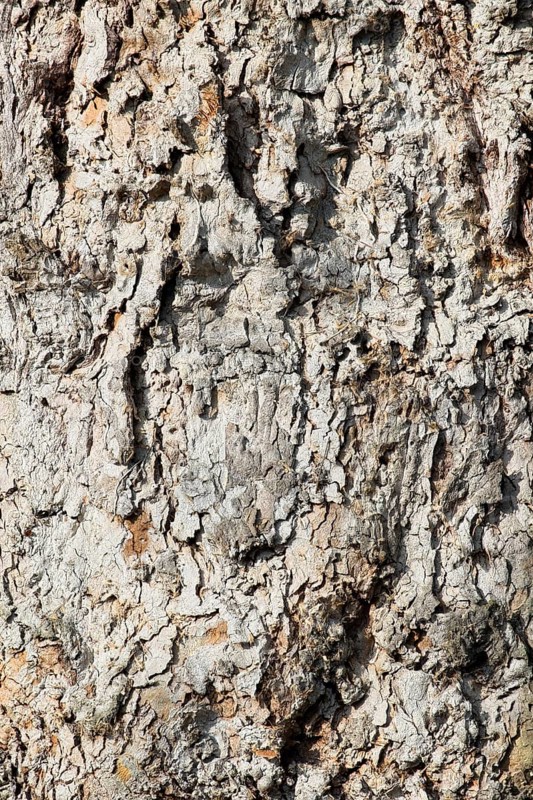 Bark of a Plane Tree (Platanus)