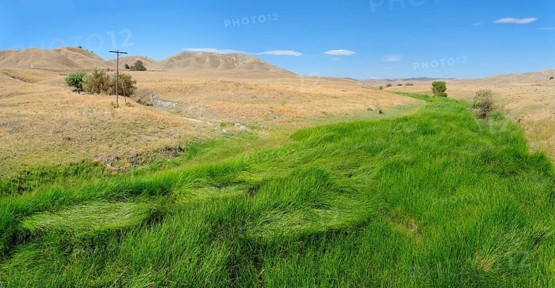 Green fertile river bed of the Cholame Creek in the middle of the dry California hills and grasslands at the Bitter Water Road