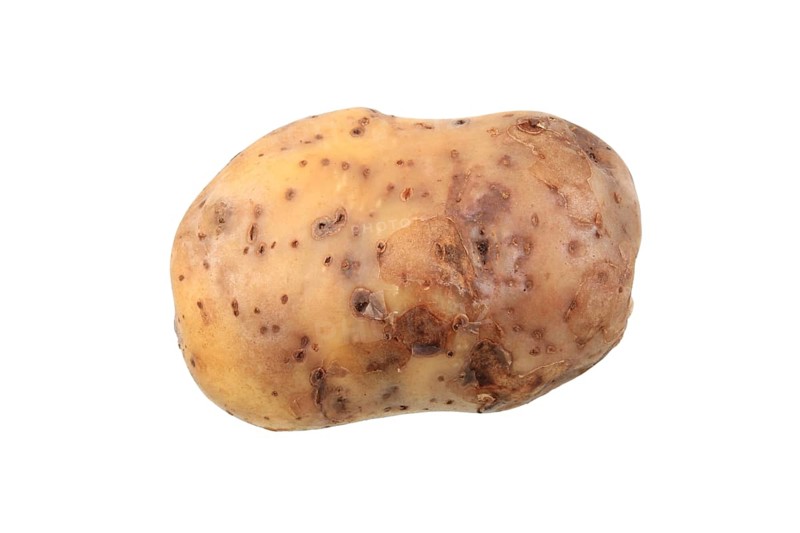 Potato