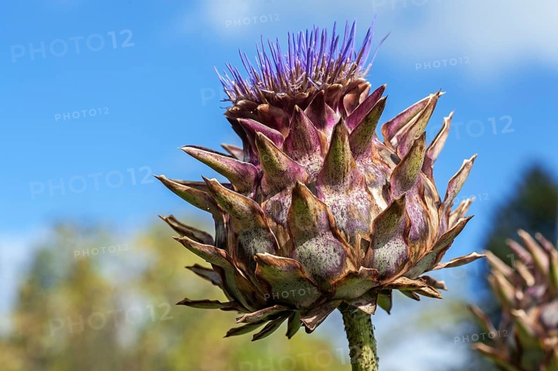 Cardoon or Artichoke Thistle (Cynara cardunculus)