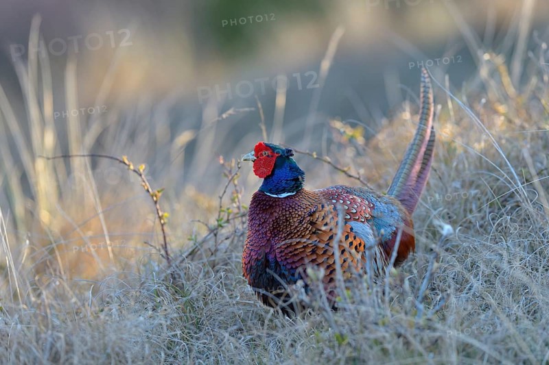Common Pheasant (Phasianus colchicus)