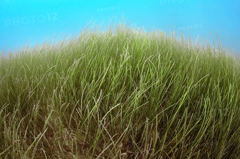 Marine Eelgrass (Zostera sp.)