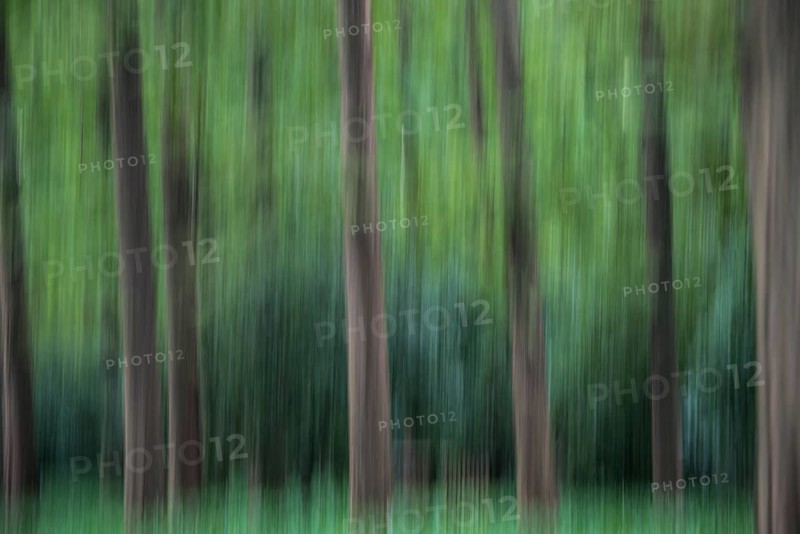 Ghost forest on West Lake