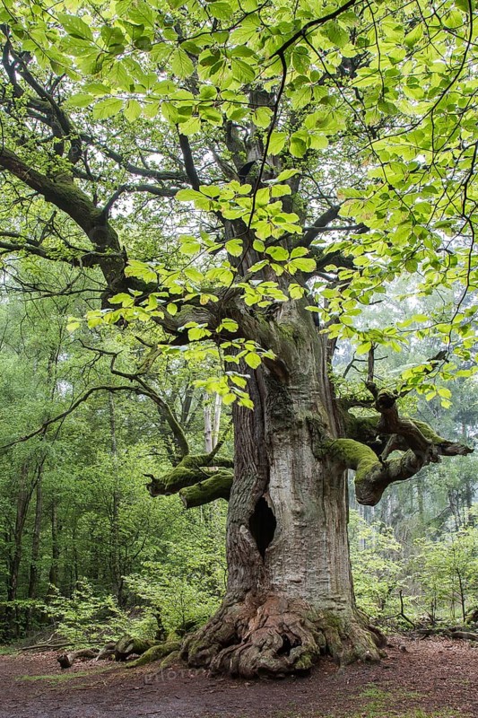 Pedunculate Oak (Quercus robur)