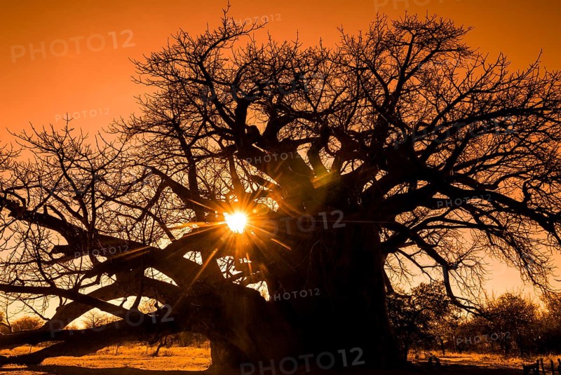Baobab Tree (Adansonia digitata)