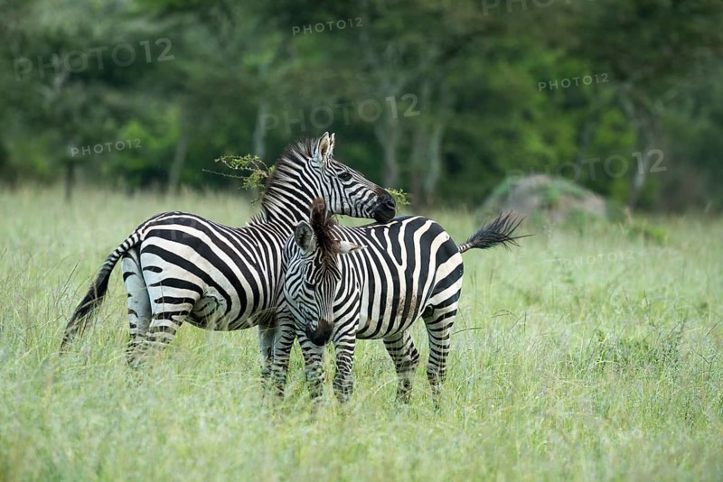 Plains zebras (Equus quagga)