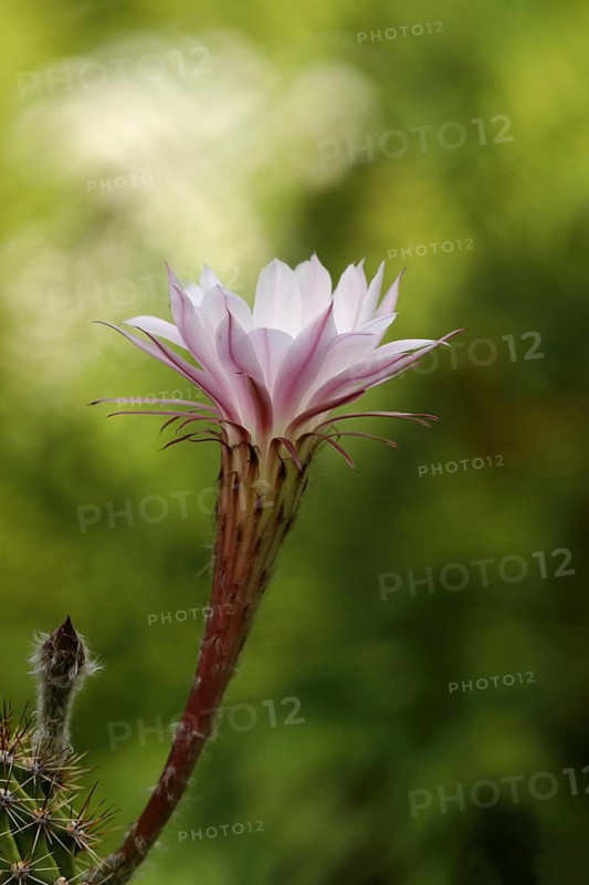 Hedgehog cactus (Echinopsis oxygona)