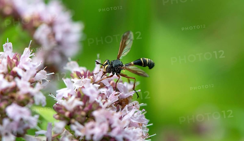 Giant Ichneumon (Rhyssa persuasoria) on purple flowers