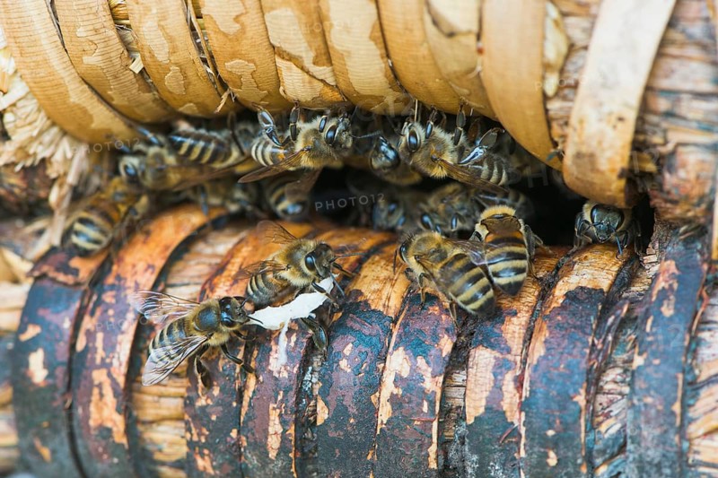 Honey bees (Apis mellifera) at the entrance hole of a beehive