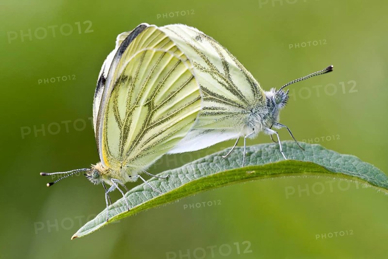 Green-veined White (Pieris napi)