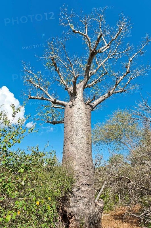 African Baobab (Adansonia digitata)