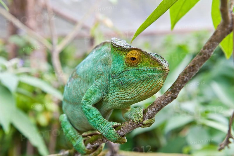Parson's chameleon (Calumma parsonii)