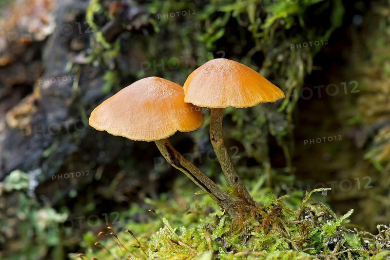 Snakeskin Brownie (Hypholoma marginatum)