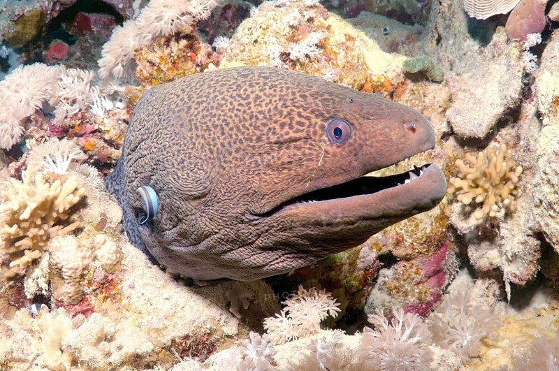 Giant Moray (Gymnothorax javanicus)