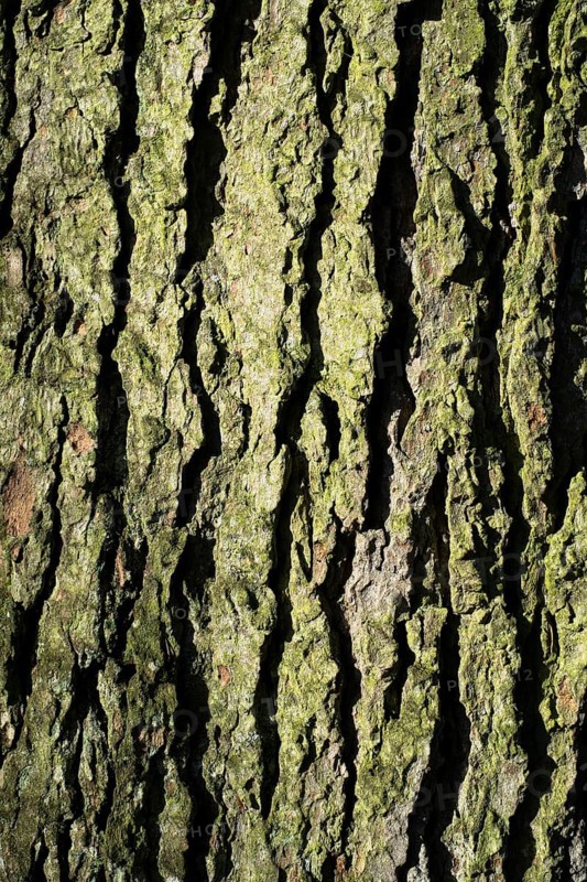 Bark of an Atlas Cedar (Cedrus atlantica)