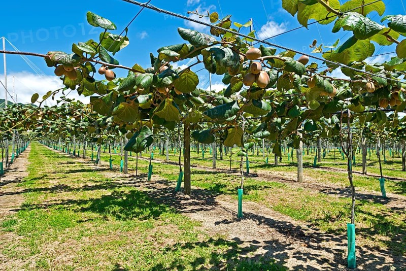 Kiwi fruits (Actinidia deliciosa)