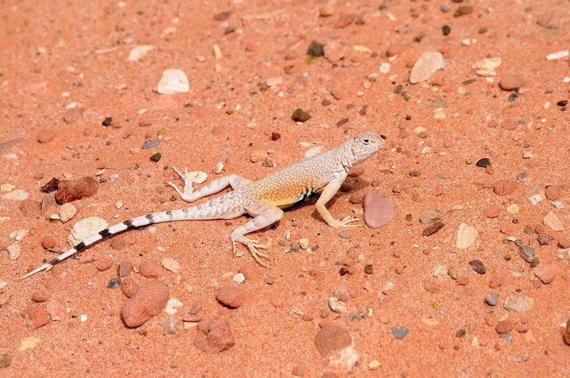 Zebratail Lizard or Zebra-tailed Lizard (callisaurus draconoides)