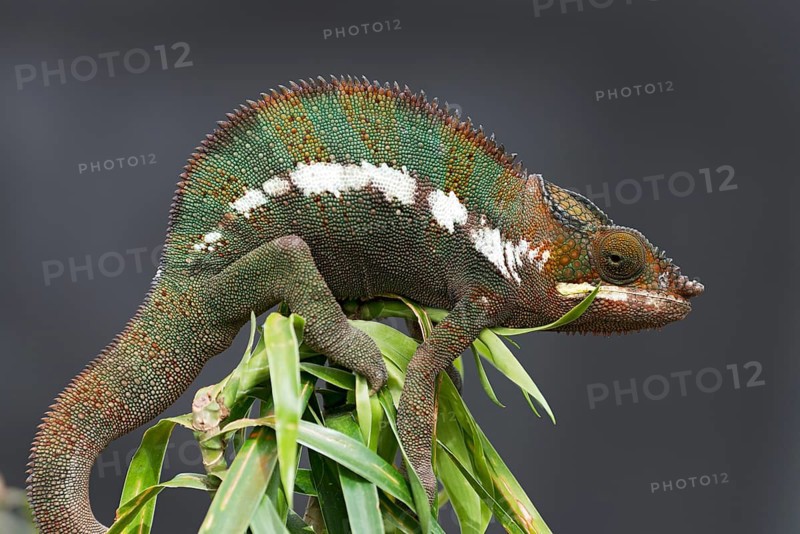 Panther Chameleon (Furcifer pardalis)